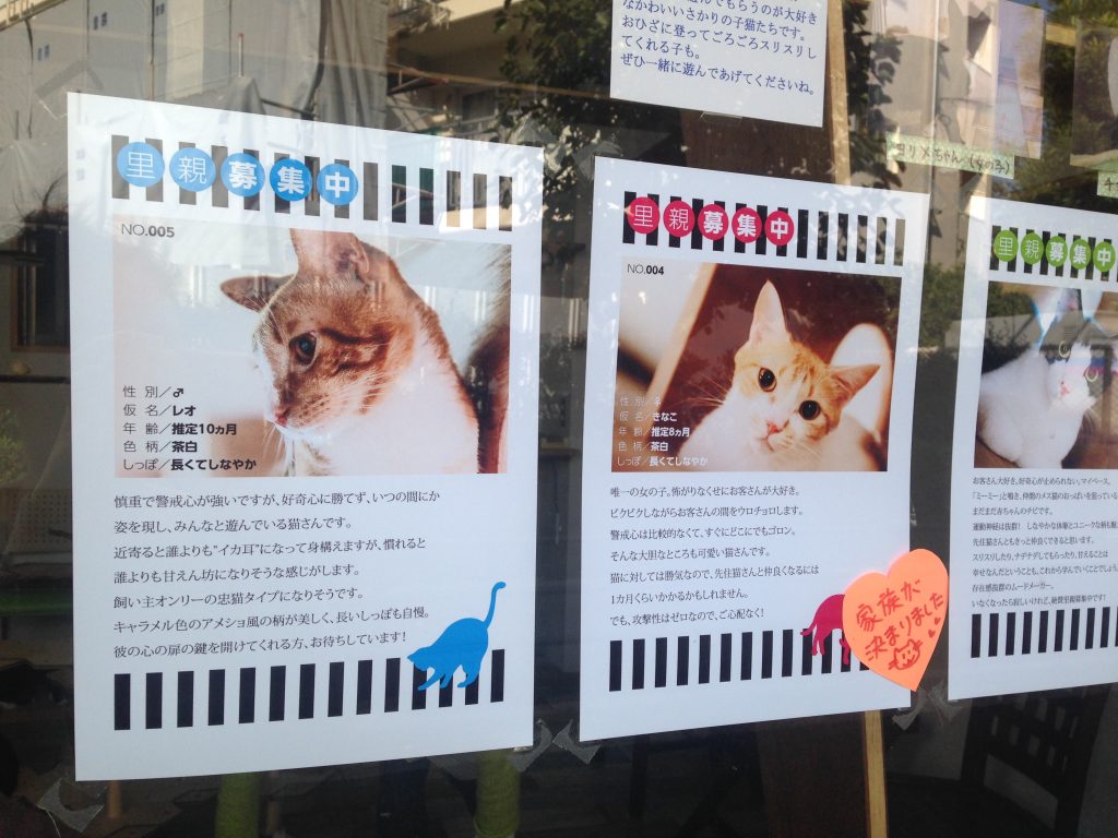 窓には今いる猫のポスターが貼ってあります。