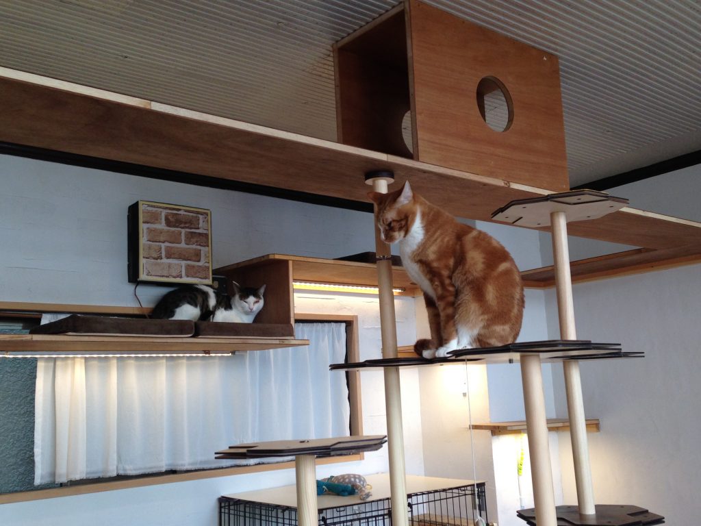 店内に張り巡らされたキャットタワー。これは保護猫2匹の里親になってくれた建築士さんが作ってくれたのだとか。