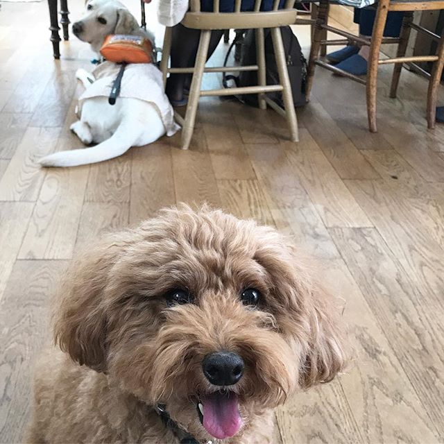 盲導犬のエリンちゃん4歳 おかーちゃん 焦げ茶と全然ちがうーー そういえば焦げ茶色した盲導犬はいないよね 盲導犬 盲導犬サポートshop 盲導犬応援プロジェクト Leeスターズ モデルズ Lee