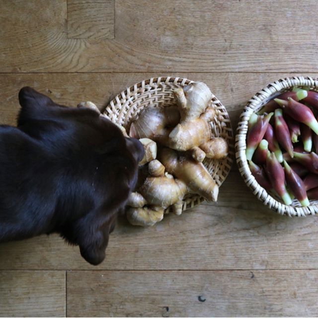 晩ごはんの支度 今日は オラがまんま作る担当 高知がら なんとも立派な野菜がいっぱい届いただよ おっきくて みょうがはつやっつや はて みょうがはどうやって料理したらいいべが 薬味 ピクルス 他に何がアイデア教えでけろ 高知野菜 みょうが料理 Lee