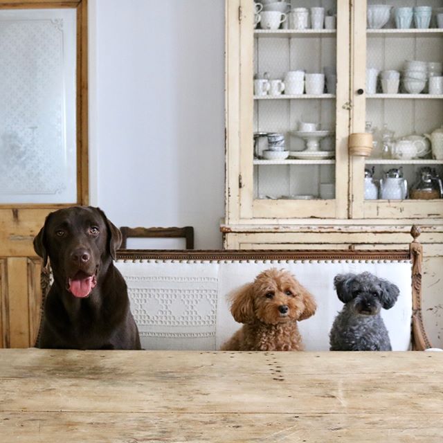Sun 27 Aug 17 はれ 2日遅れの番長9さいのお祝い 生野菜とささみケーキはフリーハンドw ぼぼちゃんがまたフェイントして 秒殺で平らげてしまいました 番長の食べたらお約束のシャーーッ 明るく 仲良く 元気よく どうか健康でいてください おめでとう