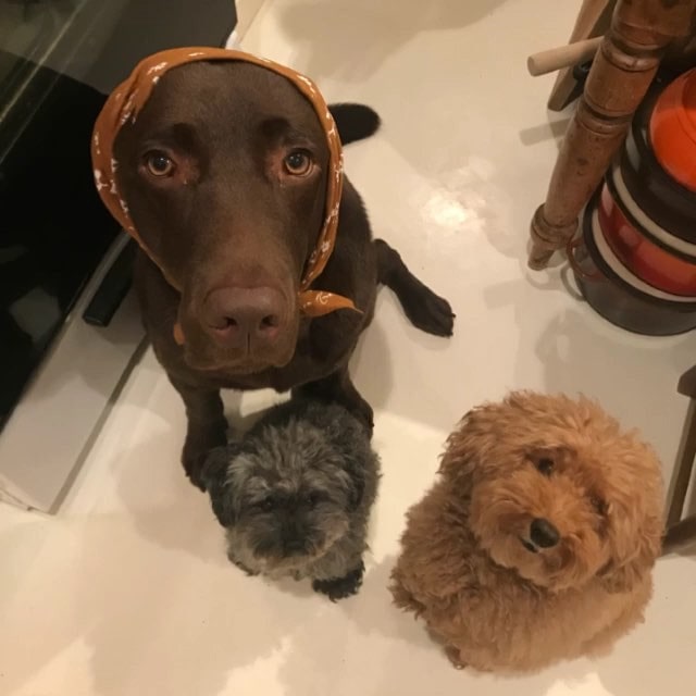 真夜中の森ヴォルス しらすキャベツの作り方 Sensdemasaki 真夜中のパスタ 森ヴォルスの料理教室 Sensdemasaki Leeスターズ モデルズ Lee