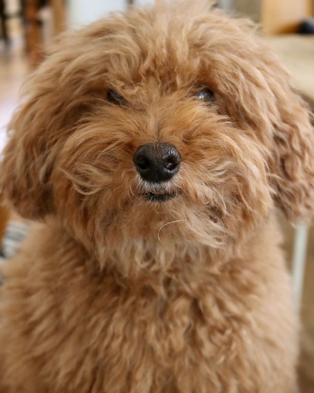 今日の番長 チューバッカ的な そろそろヘアサロンにいかれますか チューバッカ もぐら番長 一応トイプードル Leeスターズ モデルズ Lee