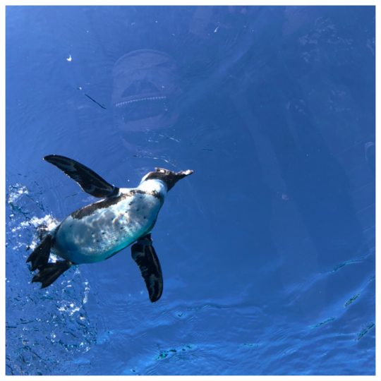 サンシャイン水族館に空飛ぶペンギンに会いに Lee