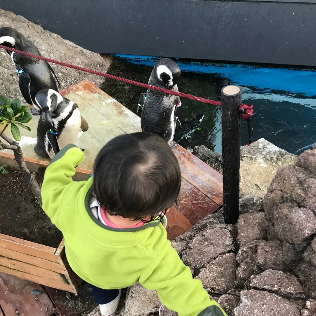 至近距離でペンギンに会える 上越の水族博物館 うみがたり へ Lee