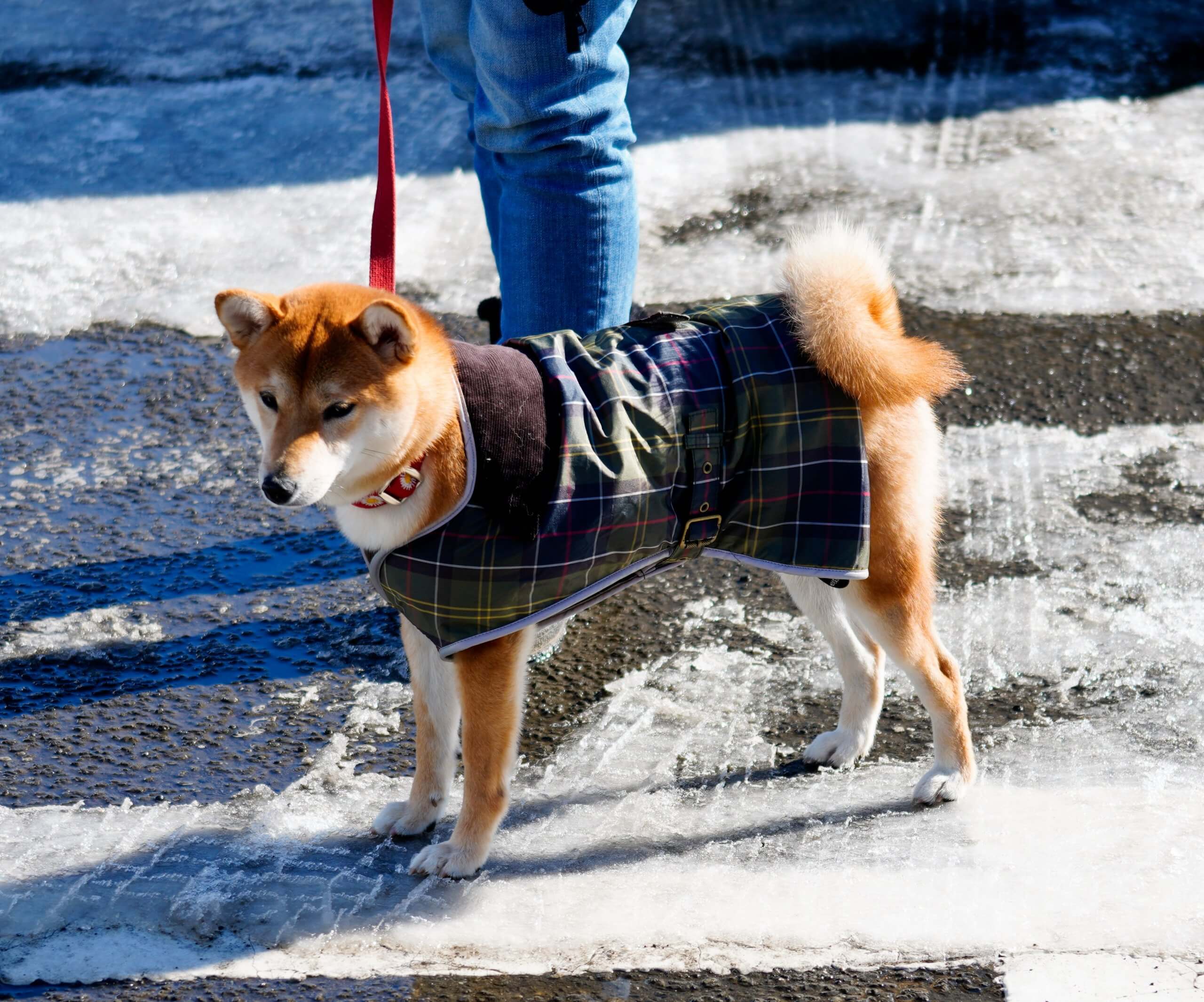 Lee編集長 ペットに優しいホンダ フリード クロスター で Myわんこの初雪遊びへ Lee