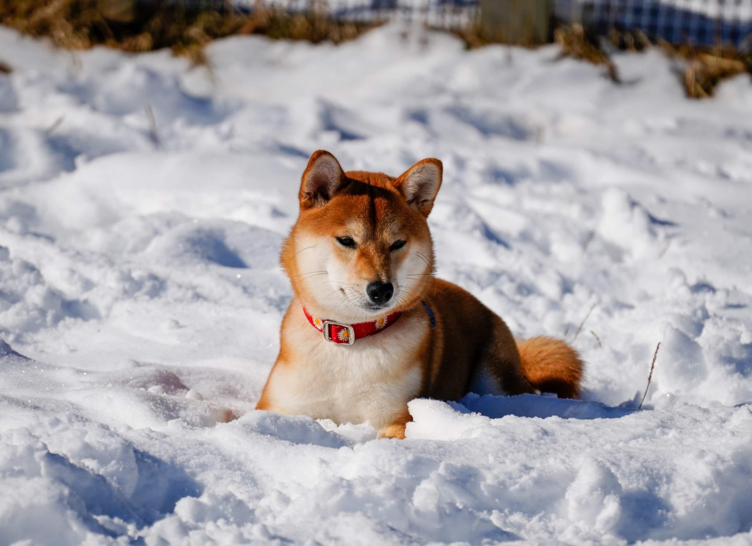 Lee編集長 ペットに優しいホンダ フリード クロスター で Myわんこの初雪遊びへ Lee