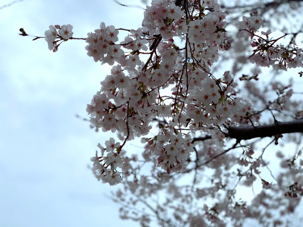 桜は5分咲き 近場でお花見 Lee