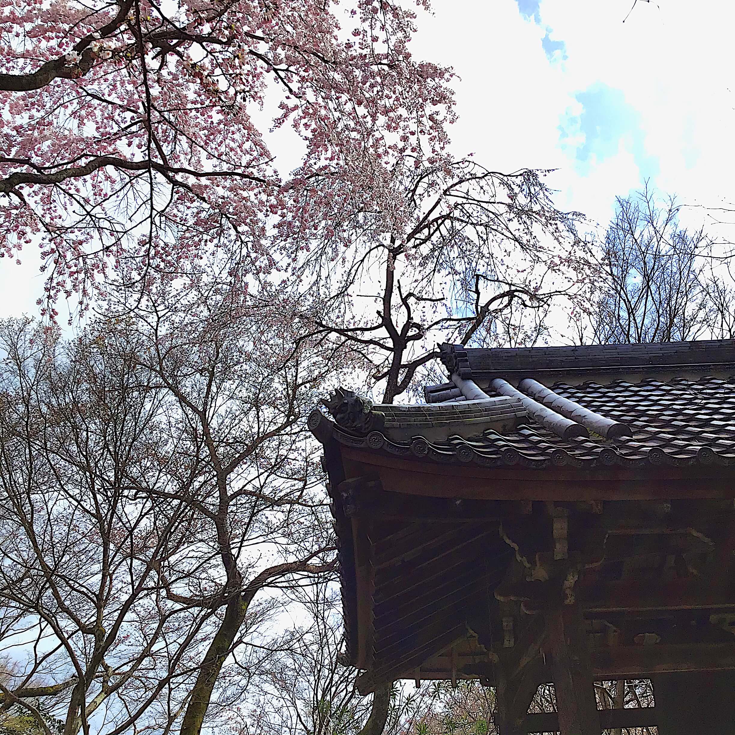 そや京 桜 勝持寺 Lee