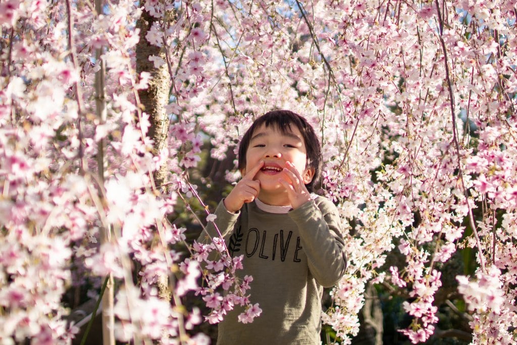 春を瓶詰めに 桜の塩漬け Lee