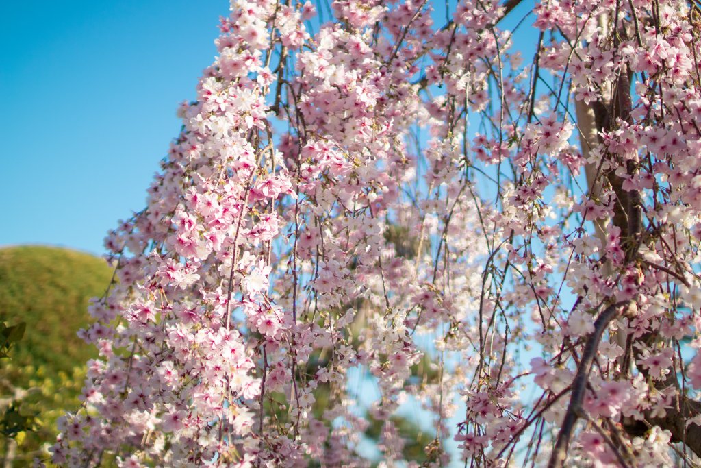 春を瓶詰めに 桜の塩漬け Lee