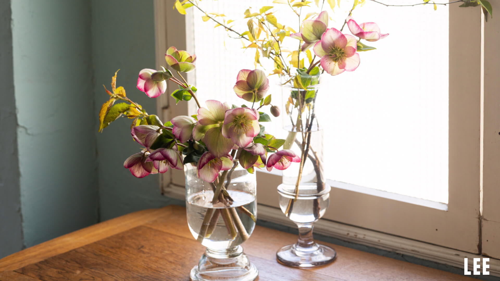 壁紙プレゼント 3月の 花の壁紙 Lee