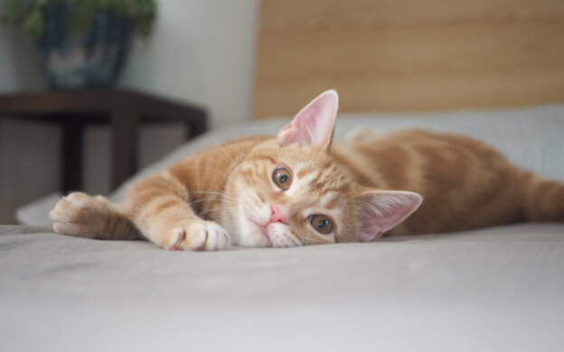 ハーフバースデーつむじ