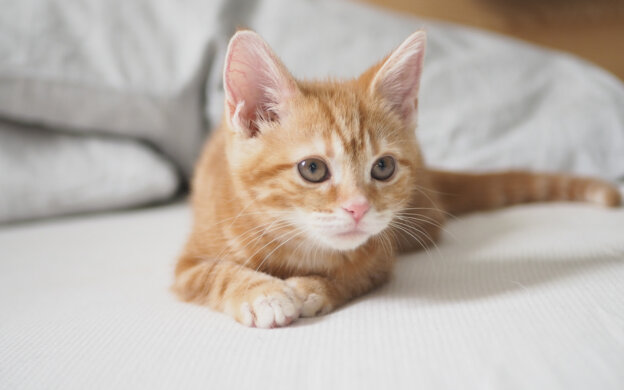 小さい頃のつむじ