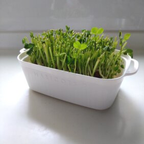 豆苗 の記事一覧 Lee