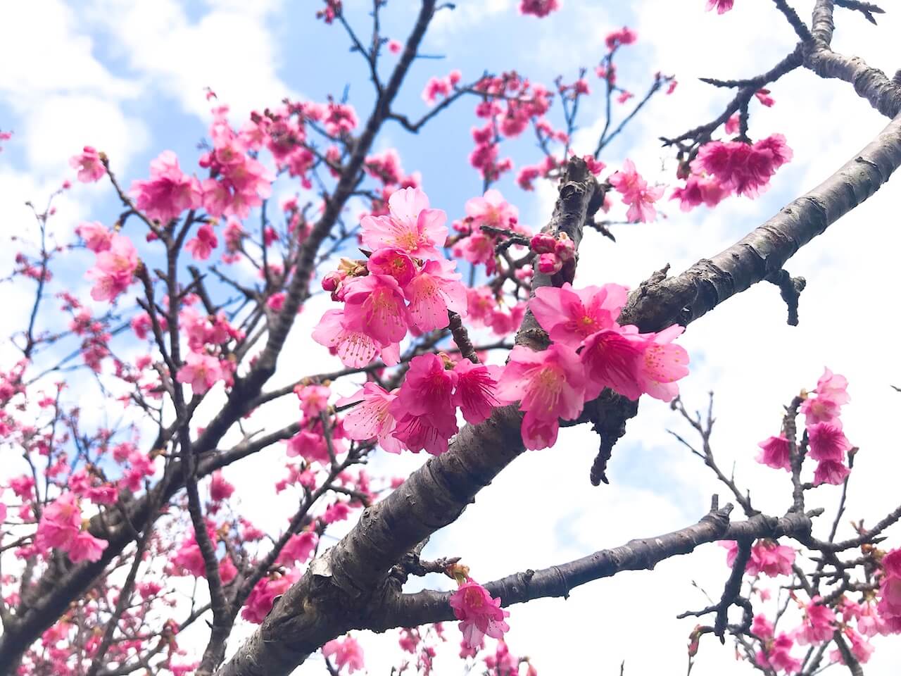沖縄の桜