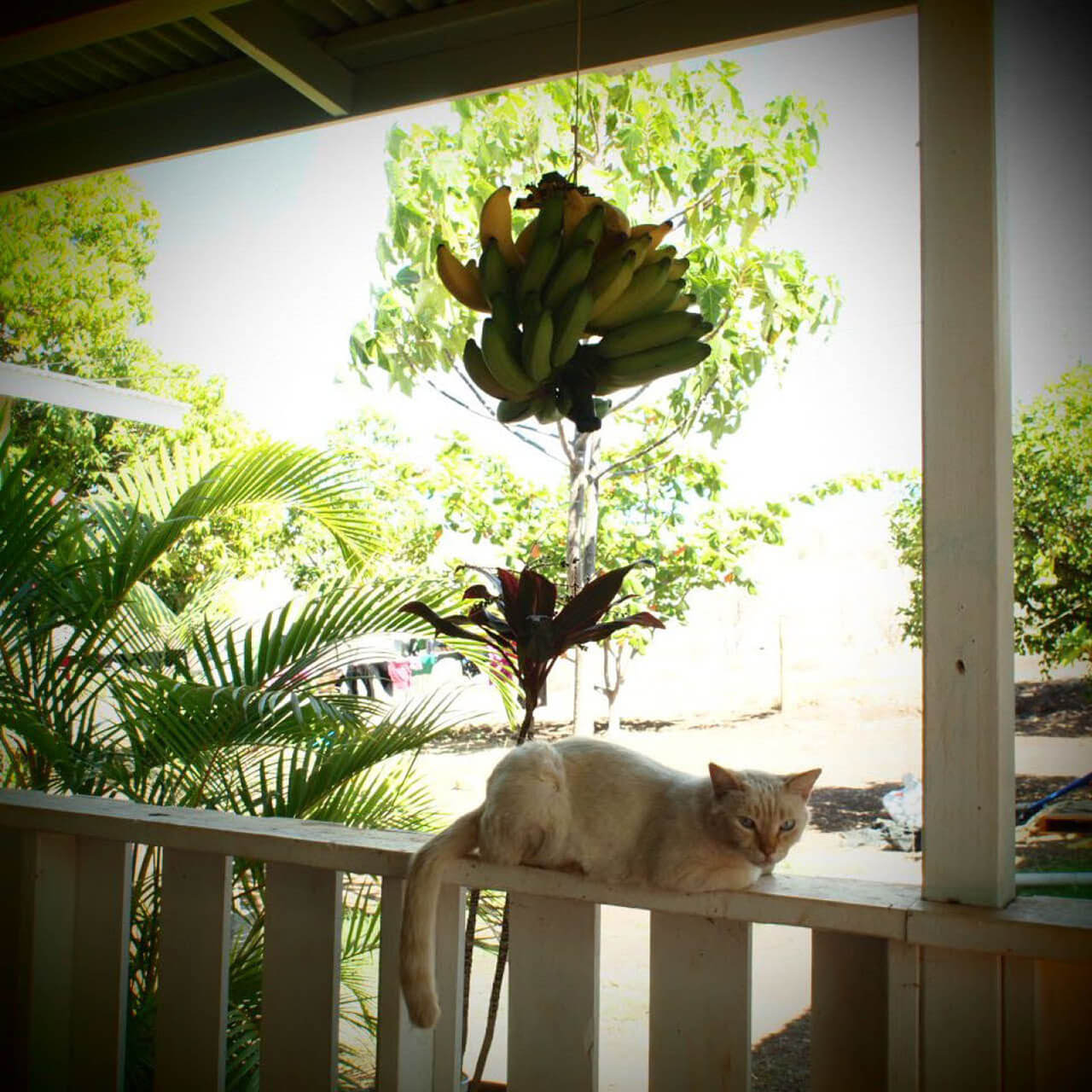 庭のバナナは、もぎとって朝ごはんにすることも。幸せそうにまどろむ猫。