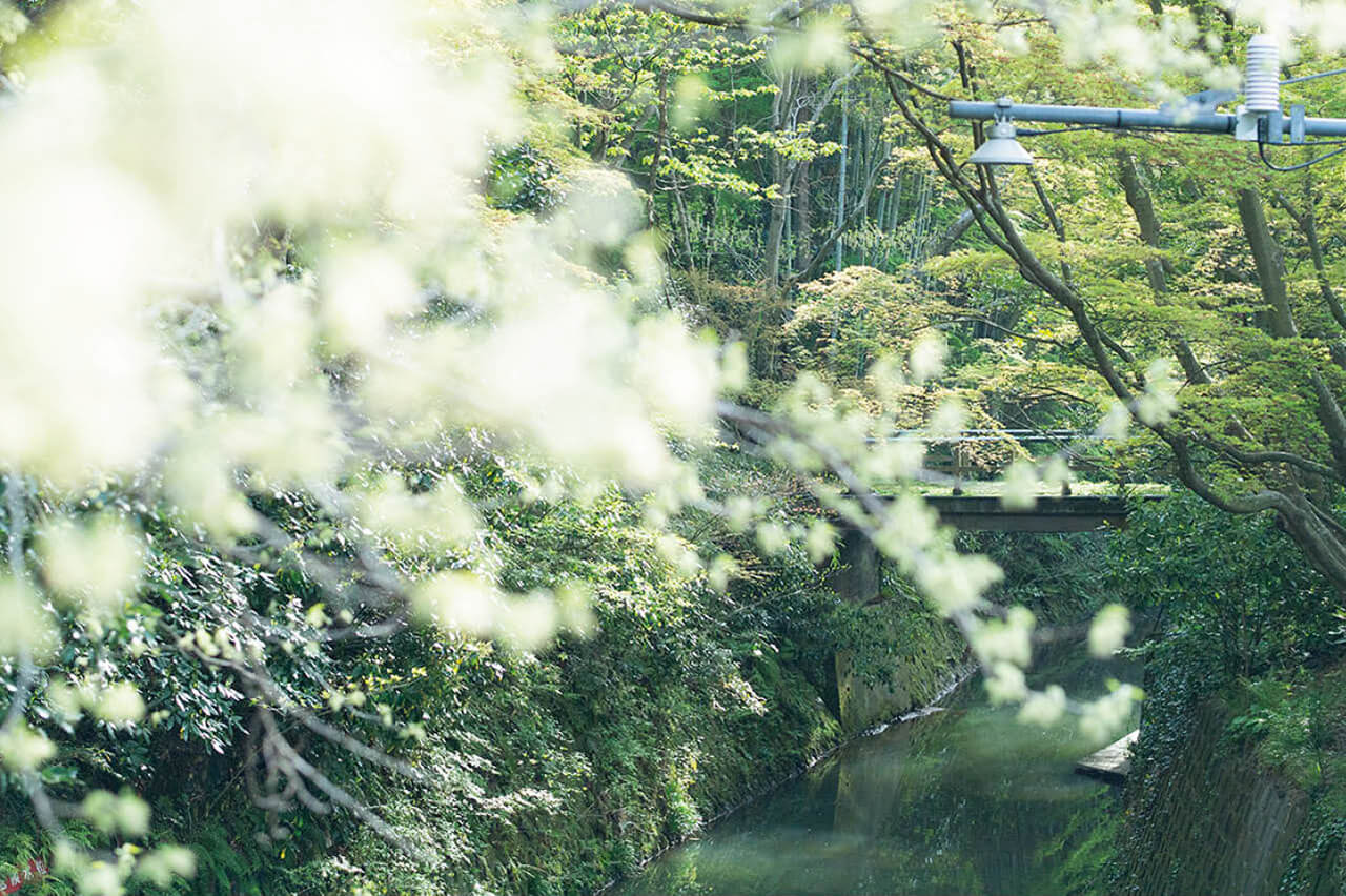 近所をふらりと散歩して見つけた小川。どこを見渡しても緑が目に入る風景。
