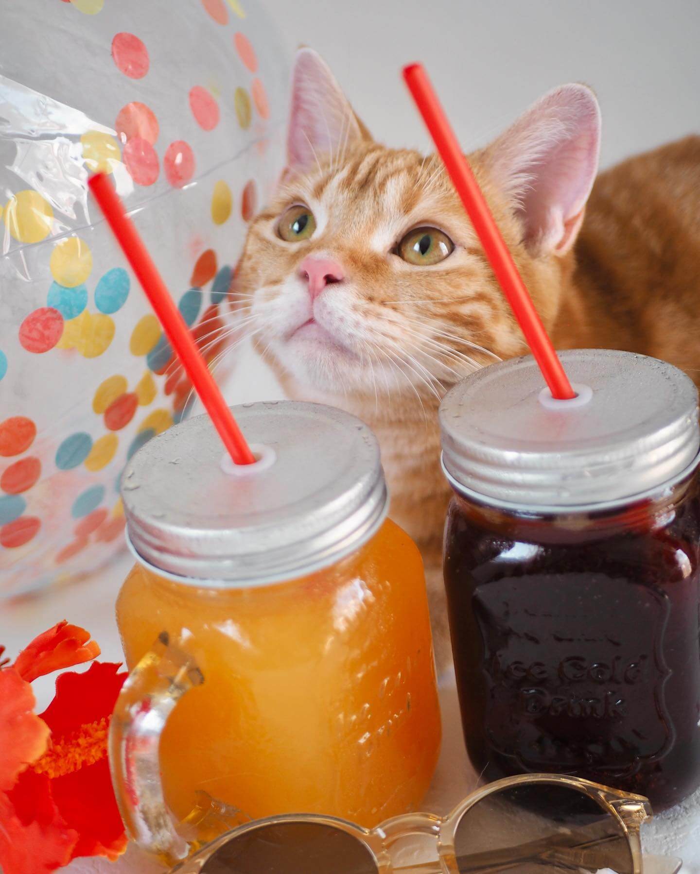 写真：ビーチボール、サングラス、おしゃれなジョッキに入ったジュースに囲まれた猫のつむじちゃん