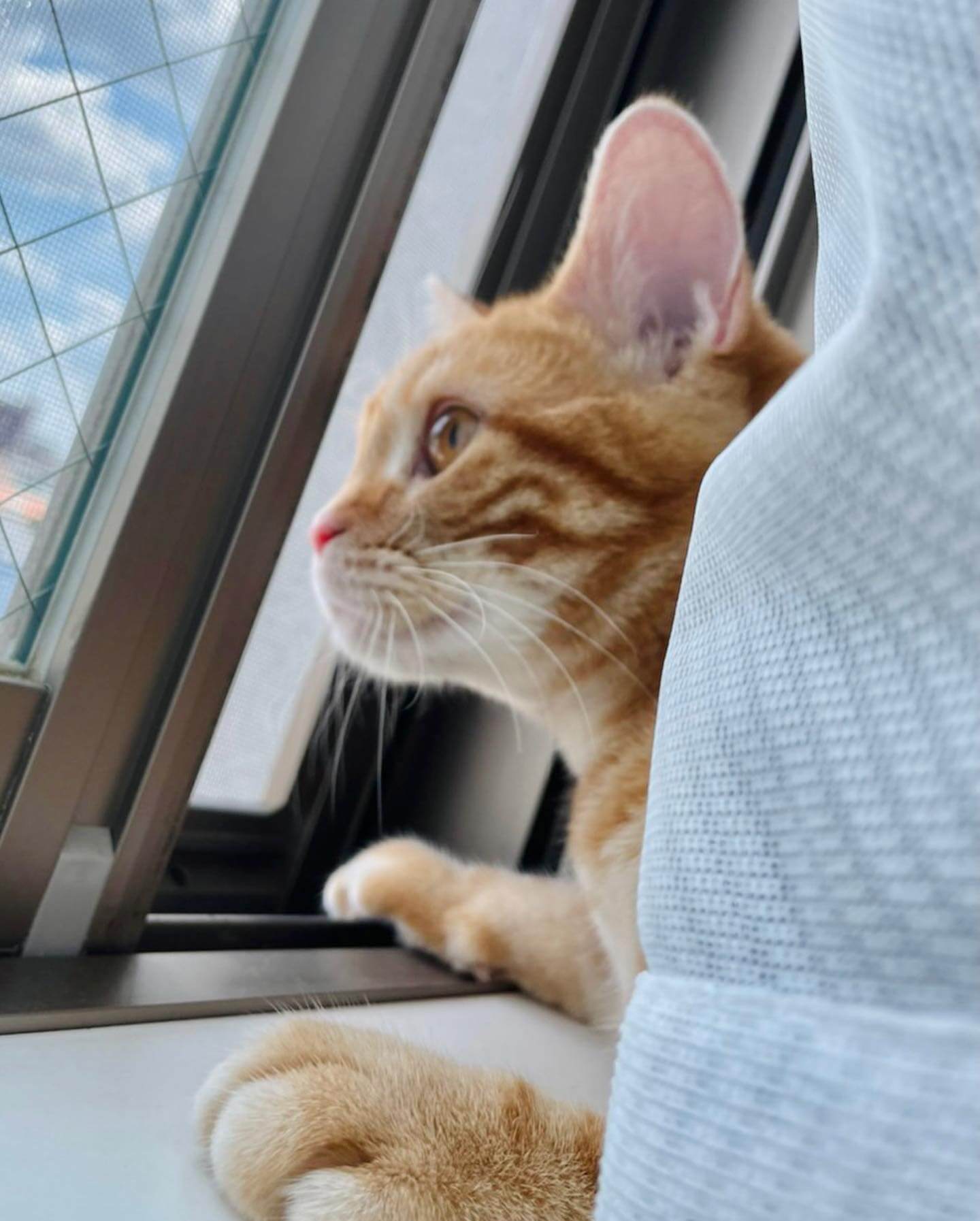 写真：窓から外を眺める猫のつむじちゃん