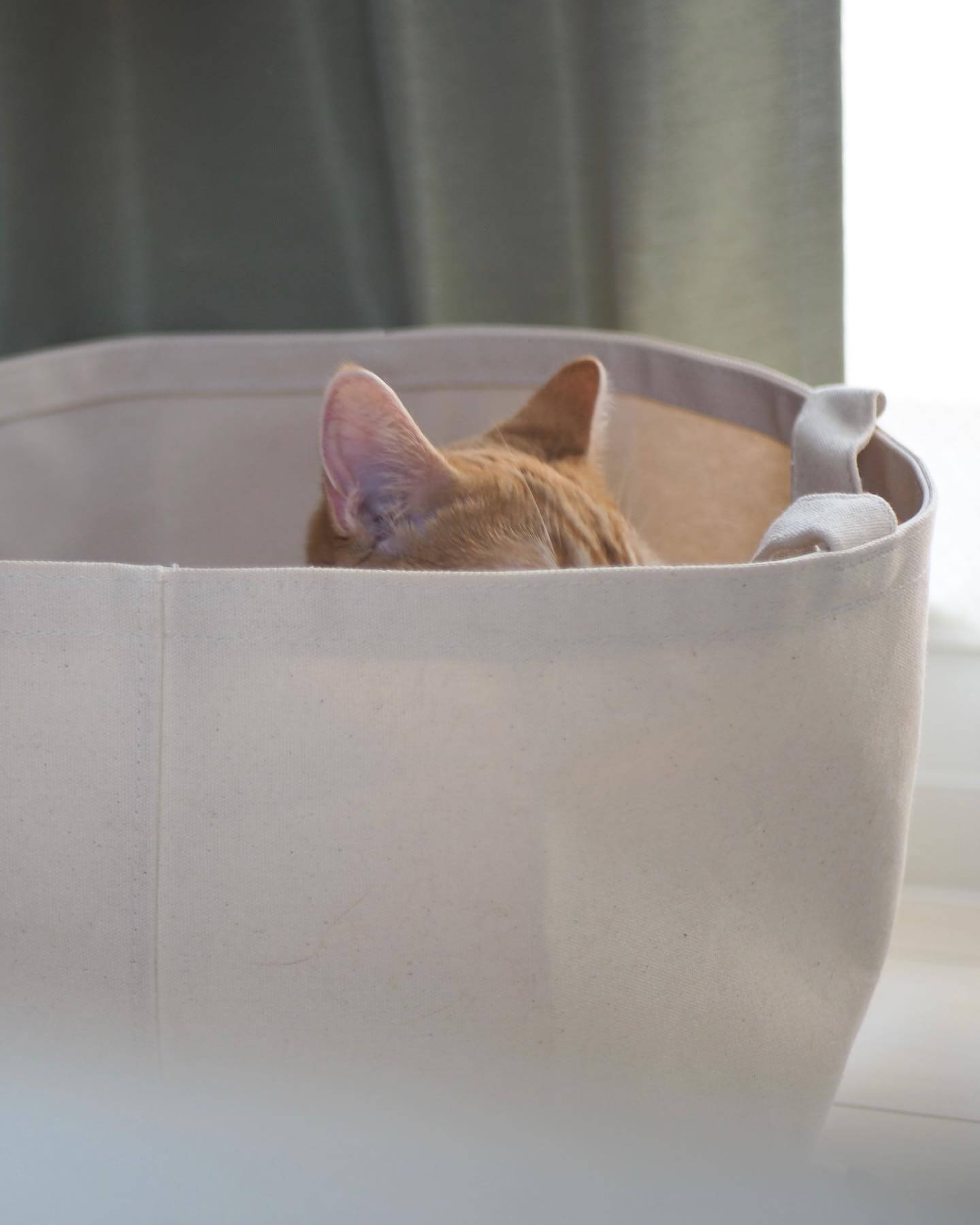 写真：無印良品の帆布バスケットの中にいる猫のつむじちゃんの耳
