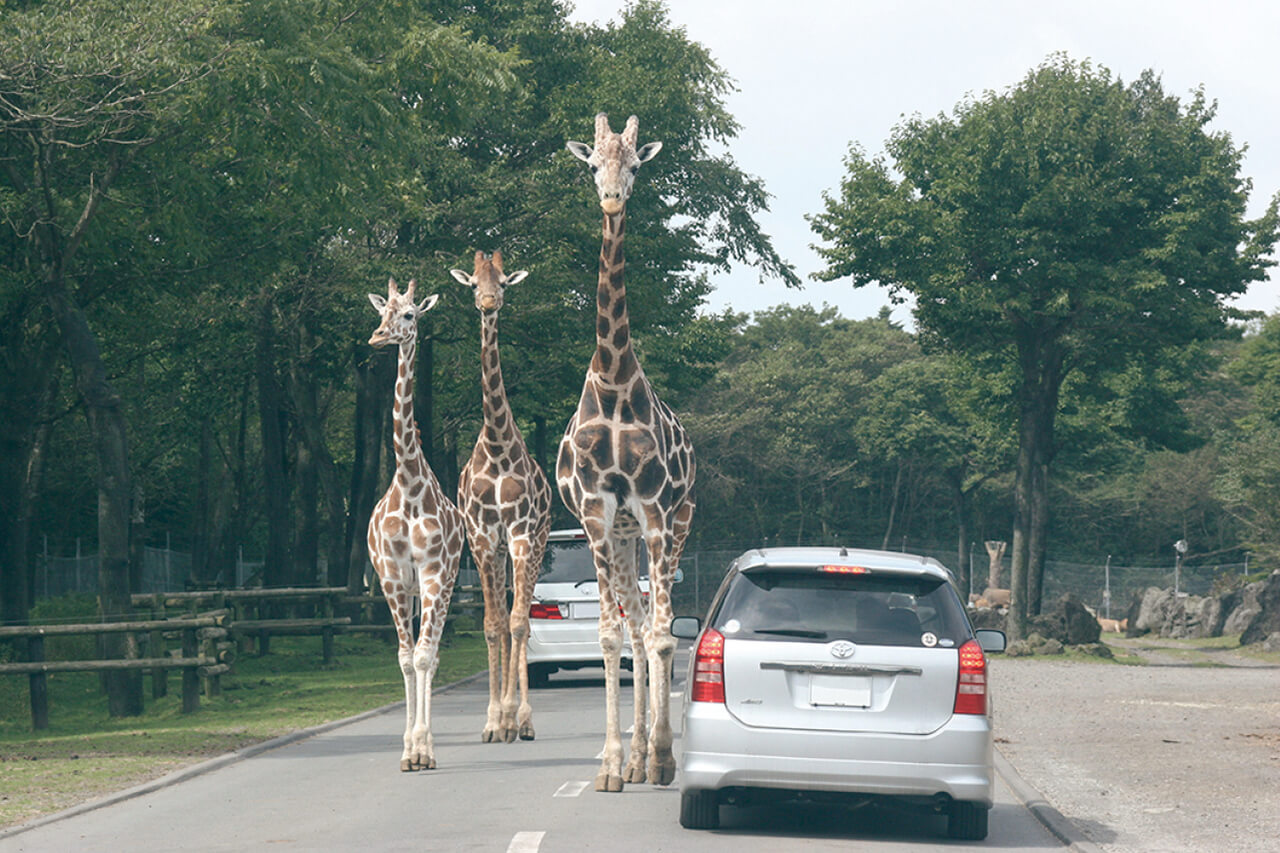 Kyushu Natural Animal Park African Safari Join a Safari in Your Own Car!