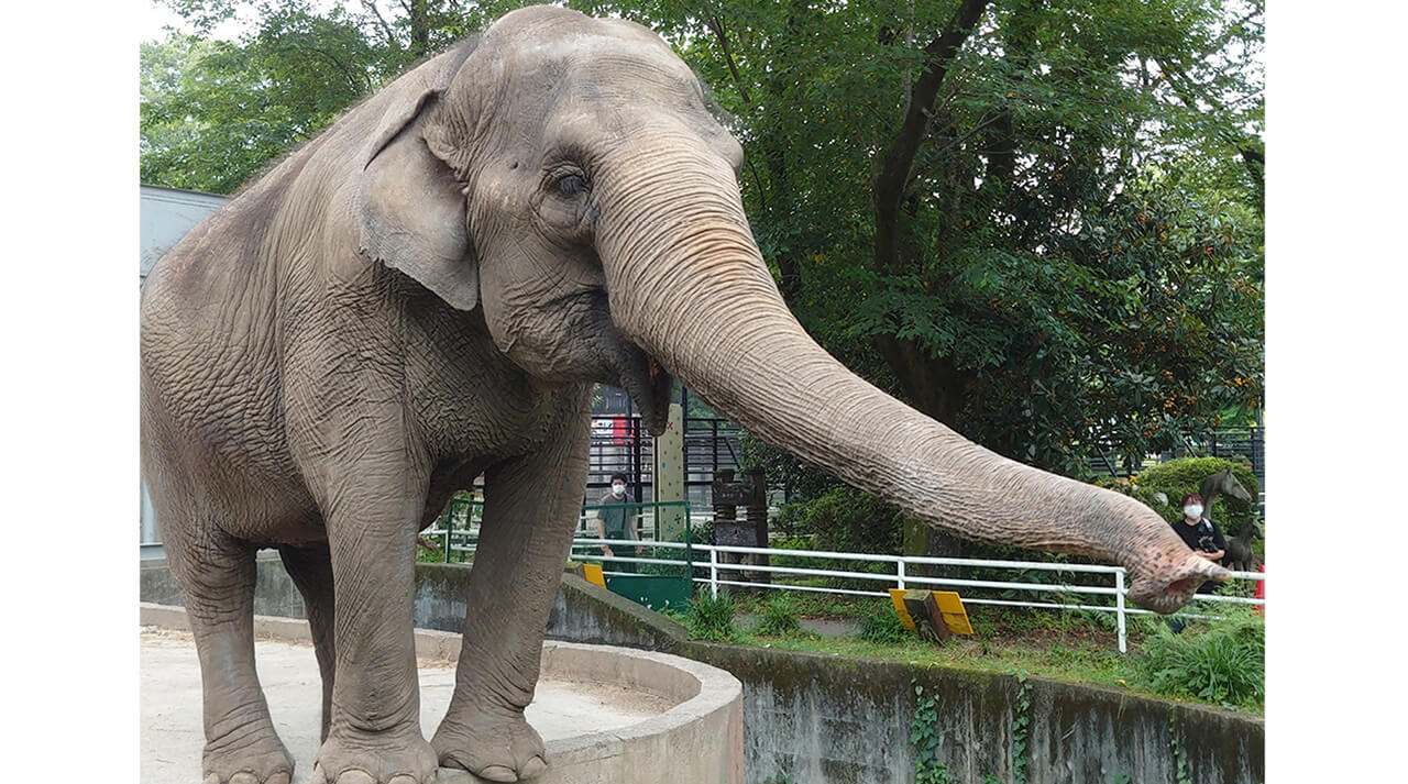 高齢の象、宮子が快適に過ごせるプールを作る クラウドファンディング　宇都宮動物園