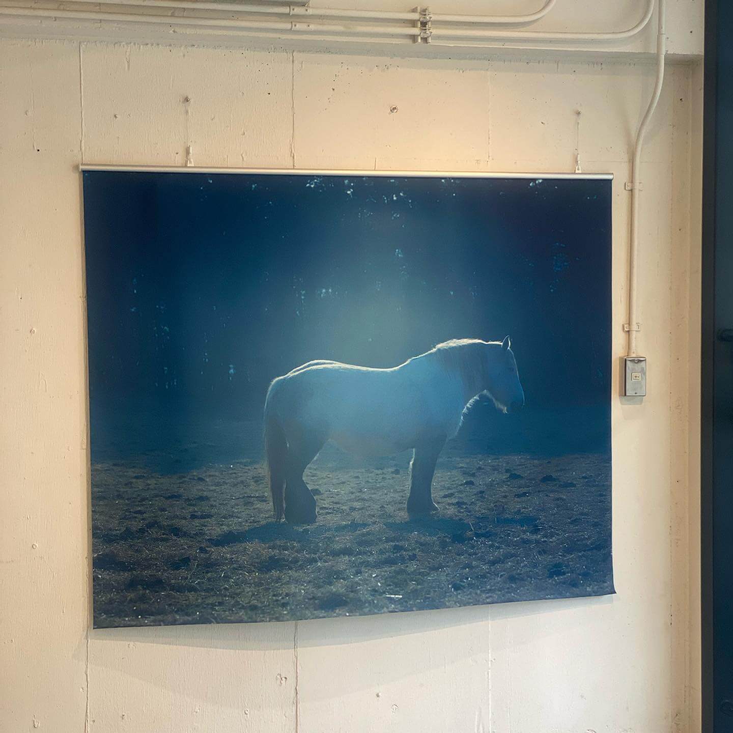 写真：角田真秀さんの展示会で展示されていた馬の写真