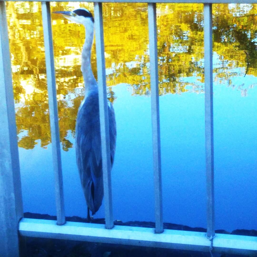 写真：都心の公園の池のほとりに凛々しく立つ青サギを池の柵ごしに見た構図