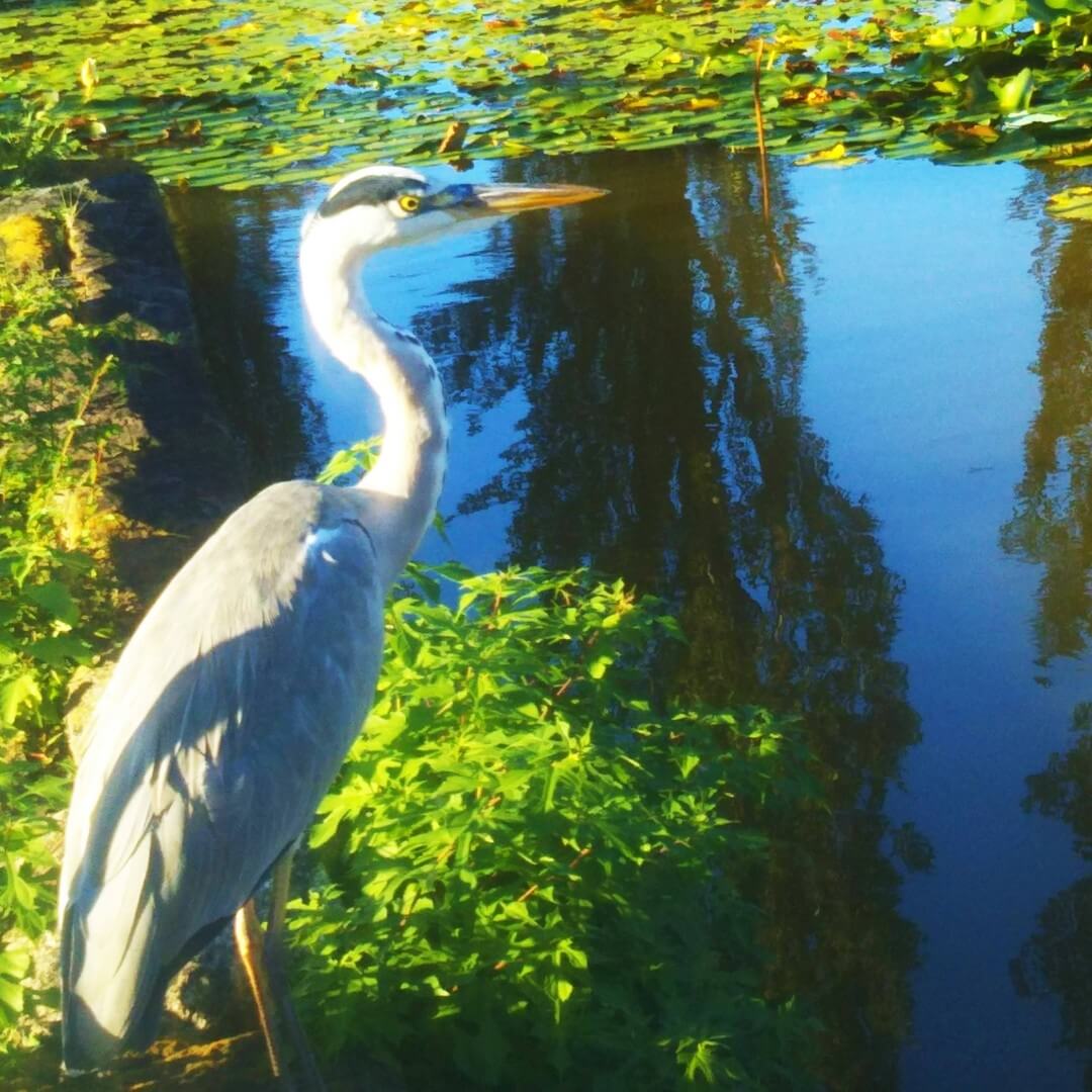 写真：都心の公園の池のほとりに凛々しく立つ青サギ