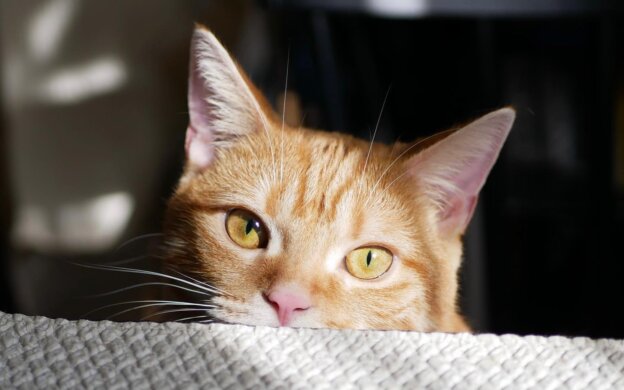 写真：テーブルの向こうから飼い主を見つめる猫のつむじちゃん