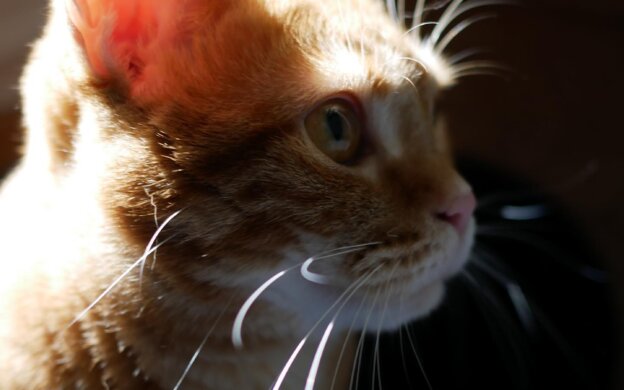 写真：陽ざしを背に受け凛々しくたたずむつむじちゃんの斜め横顔