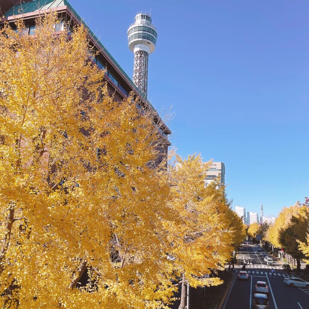 イチョウの葉　銀杏　落ち葉　銀杏並木　横浜　山下公園