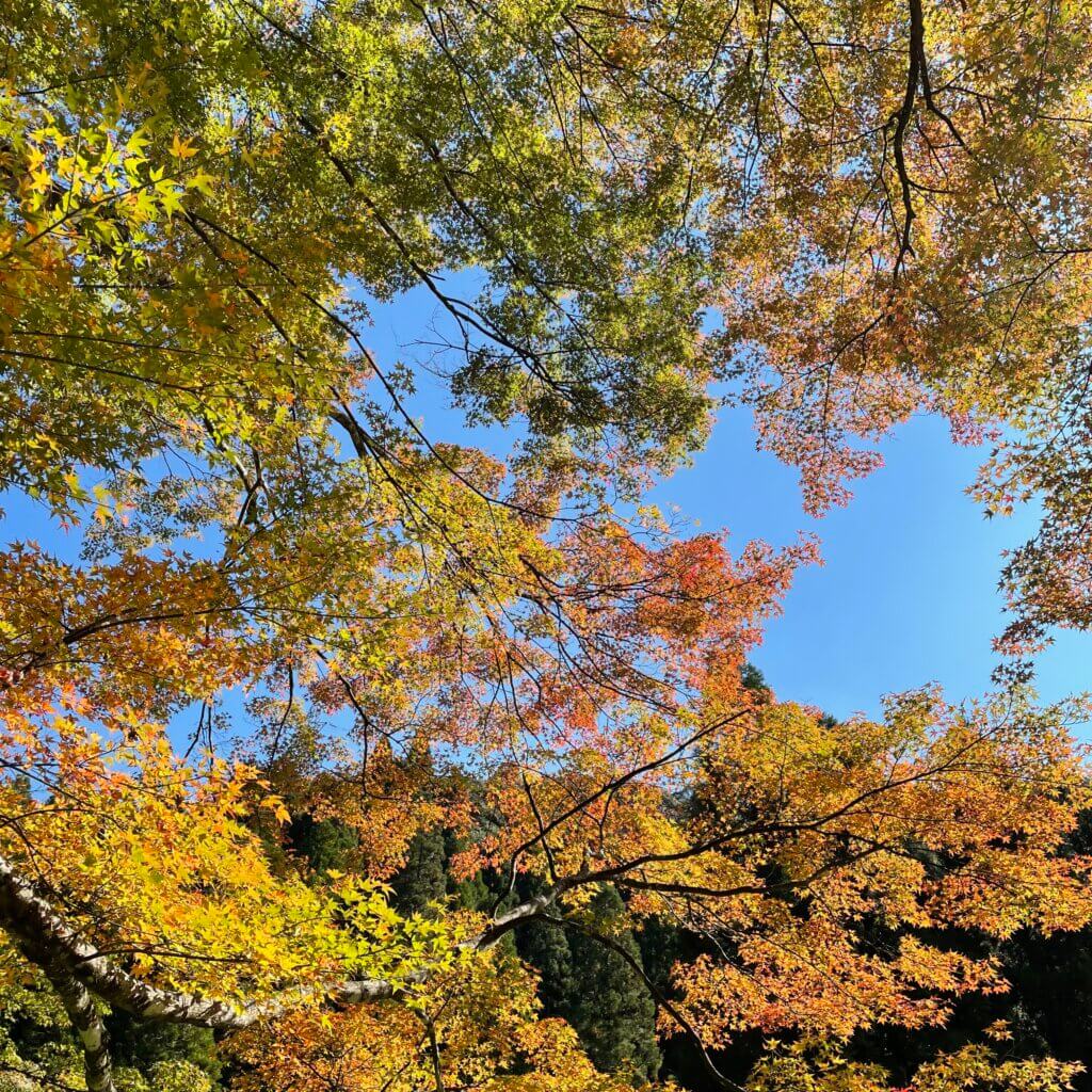 霧島　紅葉　新川渓谷遊歩道　霧島紅葉