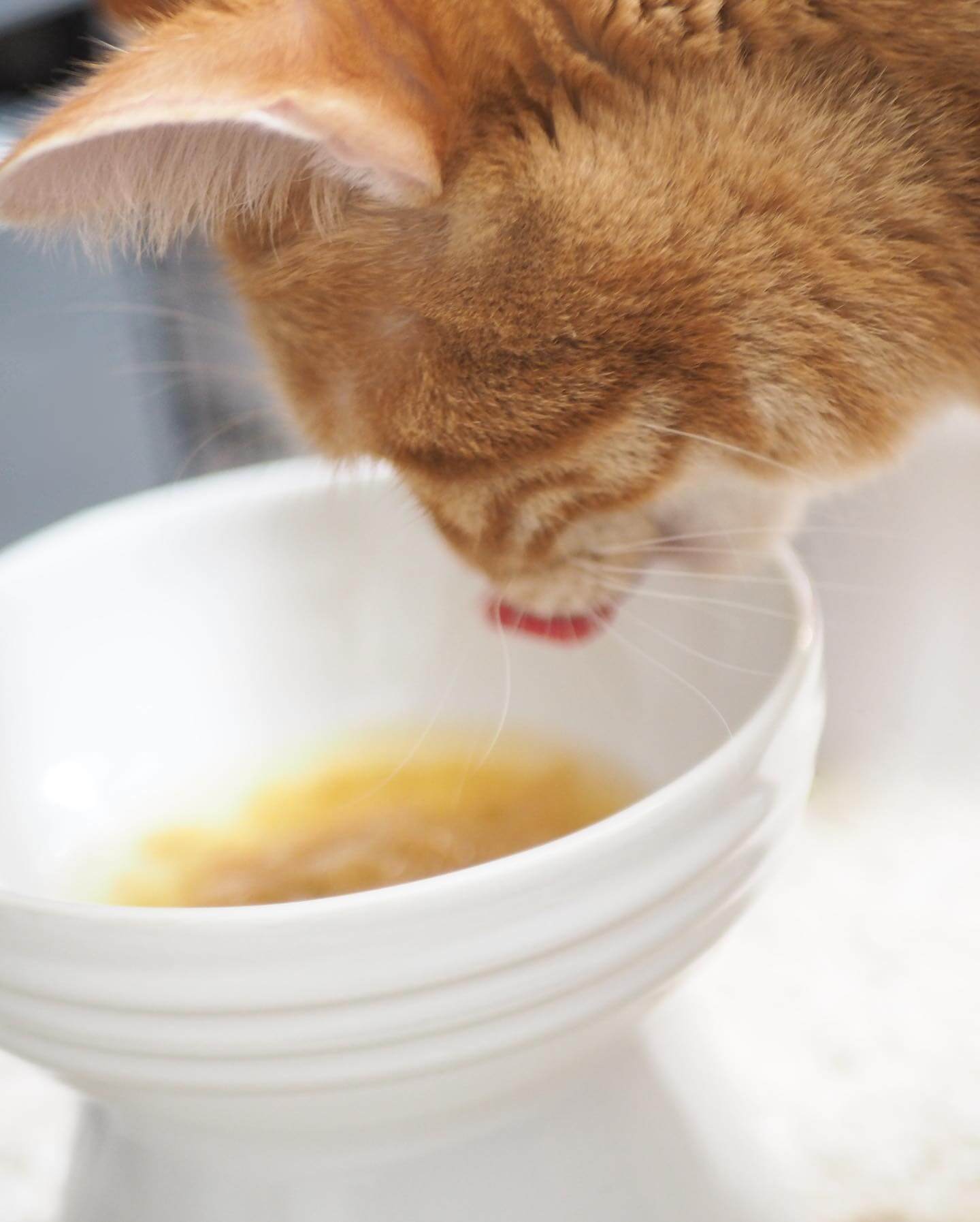 写真：猫用の器に盛ったSoup Stock Tokyoの「猫のためのスープ」を飲むつむじちゃん
