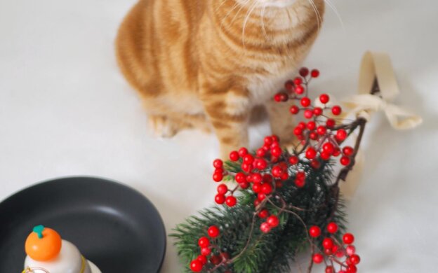 写真：お正月飾りを前にしたつむじちゃん