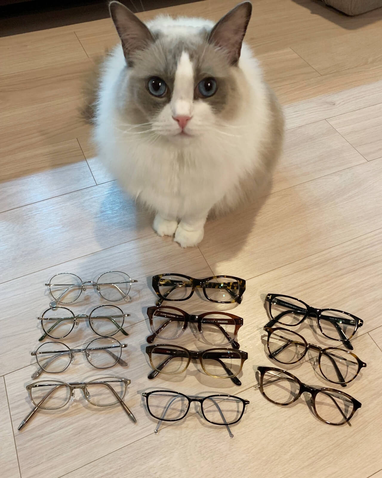 冨澤さんのメガネコレクションと猫ちゃん