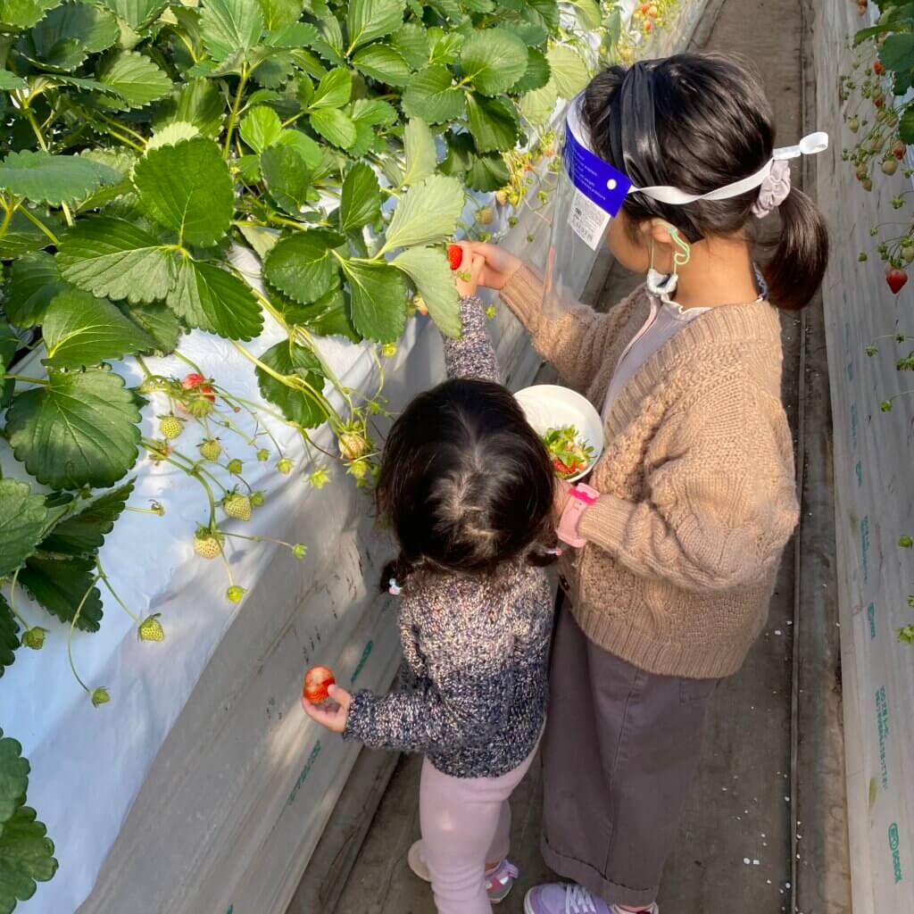 いちご狩り