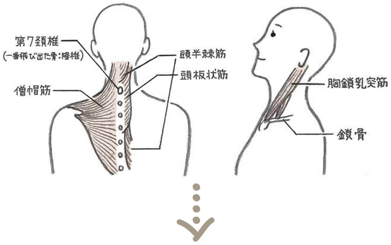 頭半棘筋　第7頚椎（一番飛び出た骨：隆椎）　頭板状筋　僧帽筋　胸鎖乳突筋　鎖骨↓