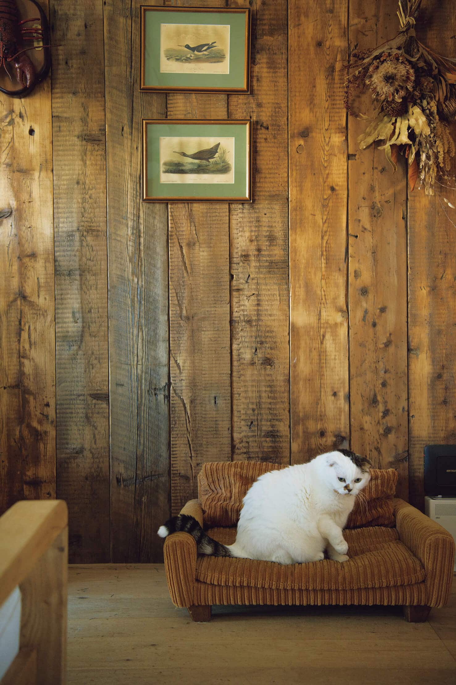 「アクメ ファニチャー」で見つけた合皮の犬用ソファを、猫が好む触感の太めコーデュロイ生地で特注。