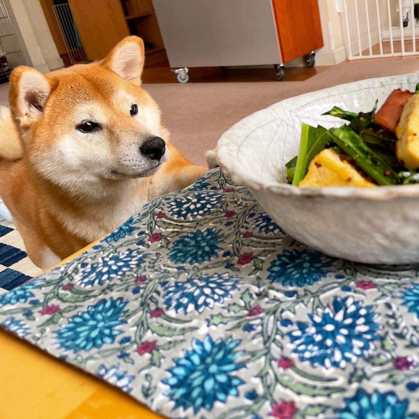 写真：堤人美さんの「ソーセージ、豆腐、小松菜の粒マスしょうゆ炒め」をのぞきこむ柴犬ももみちゃん