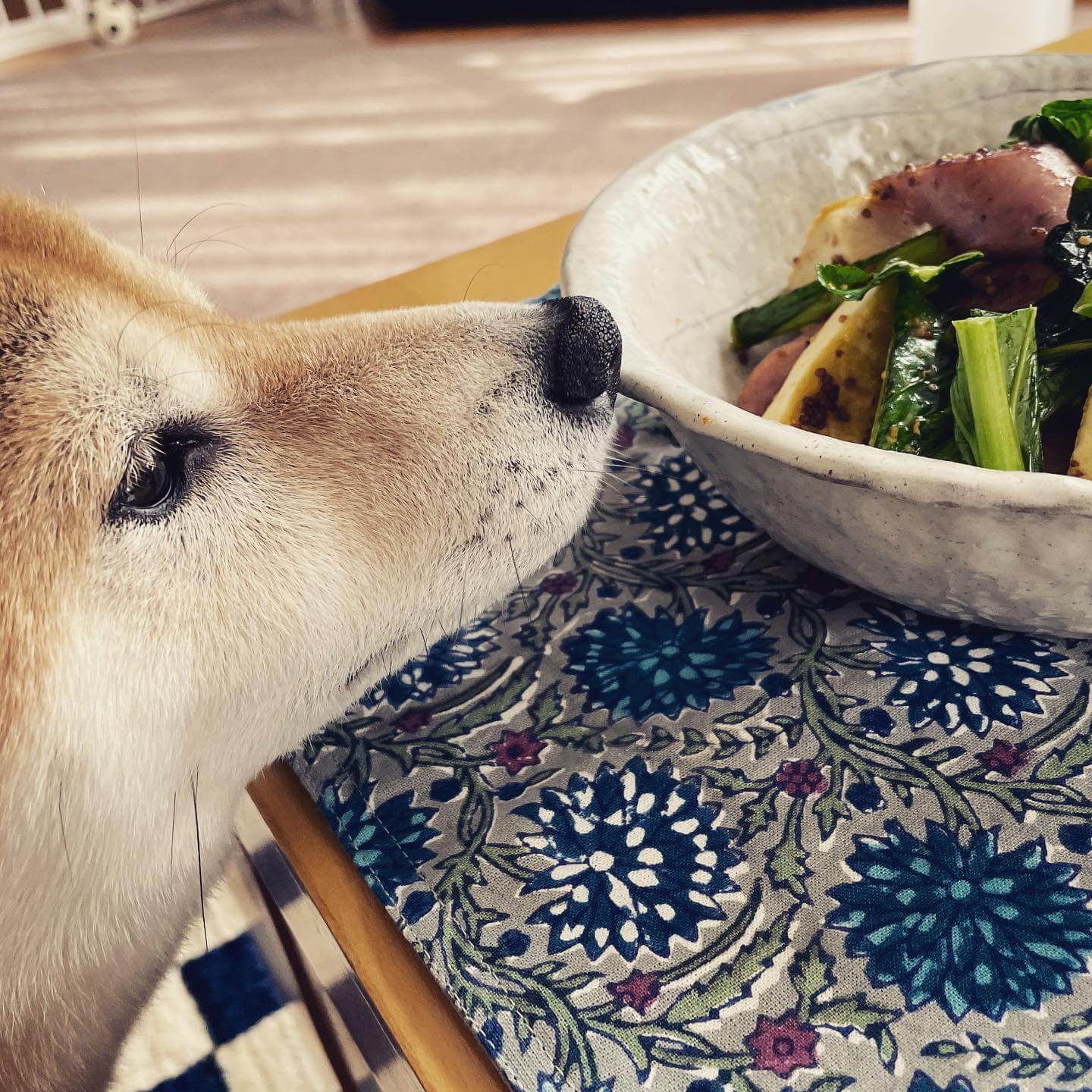 写真：堤人美さんの「ソーセージ、豆腐、小松菜の粒マスしょうゆ炒め」を鼻を接近させて嗅ぐ柴犬ももみちゃん