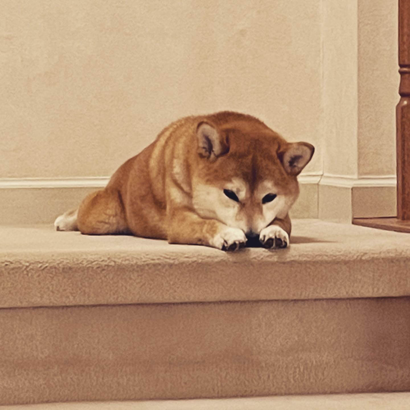 写真：階段で定番のフテ寝をする柴犬ももみちゃん