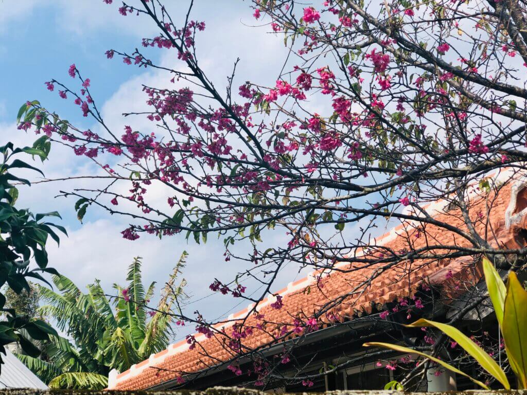 ご近所の桜