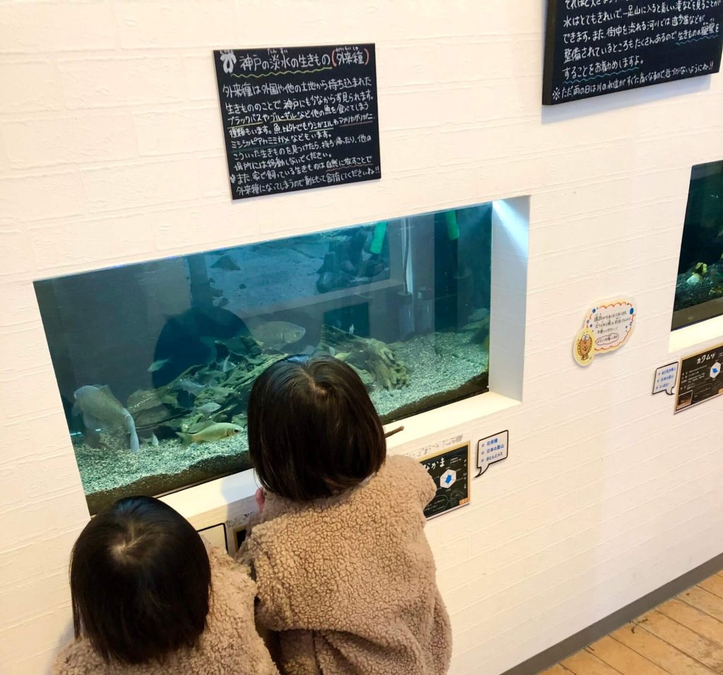 マリンピア神戸　兵庫　神戸　おでかけ　さかなの学校　小さな水族館