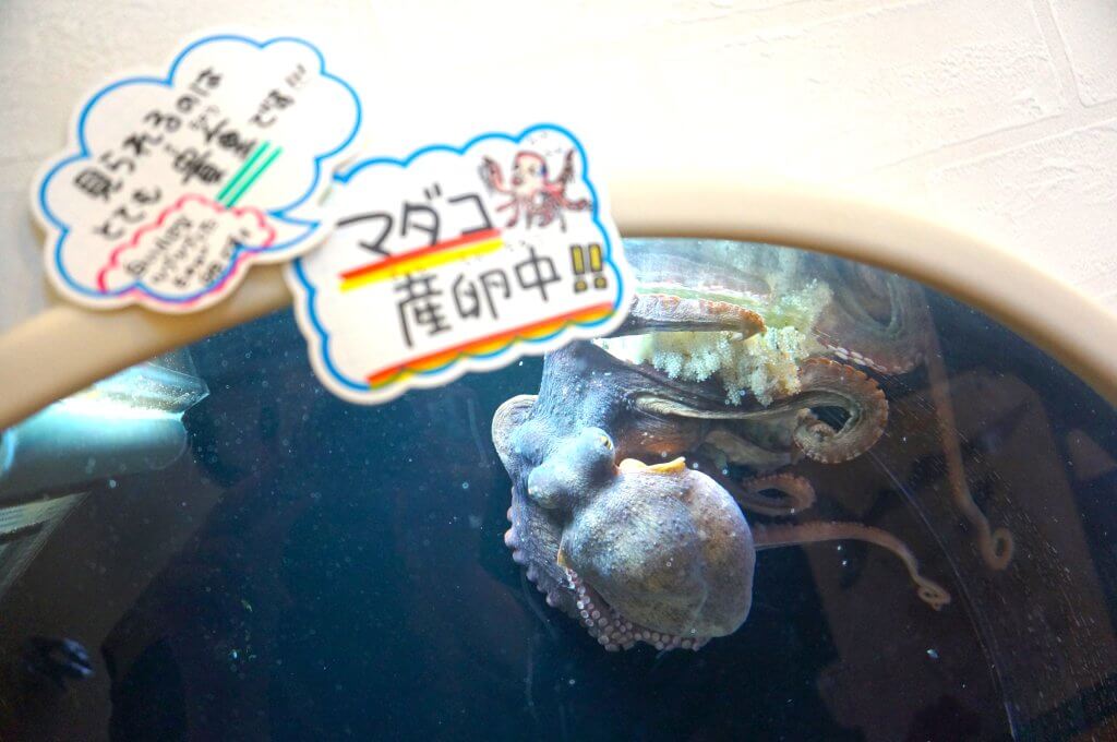 マリンピア神戸　兵庫　神戸　おでかけ　さかなの学校　小さな水族館　マダコ