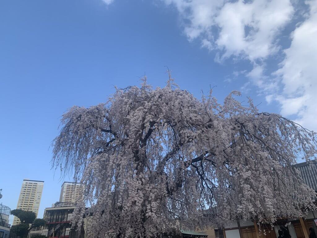 桜　谷中　谷根千