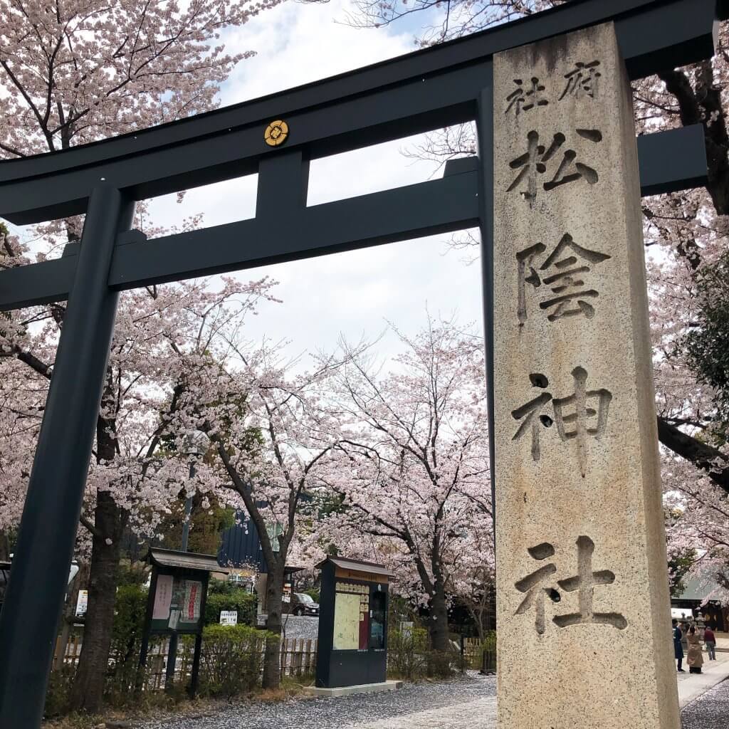 松陰神社　桜