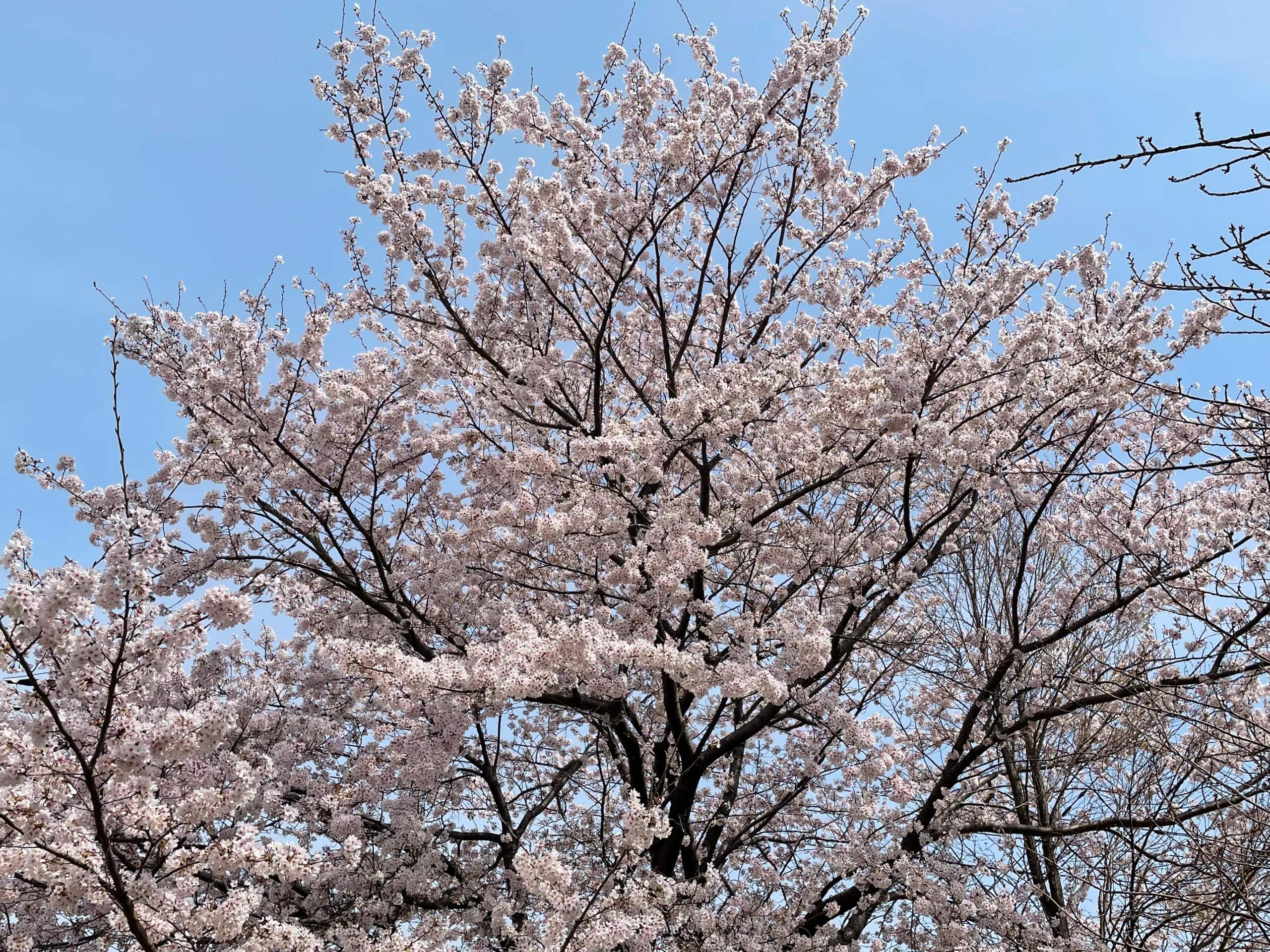 お花見　2022　桜