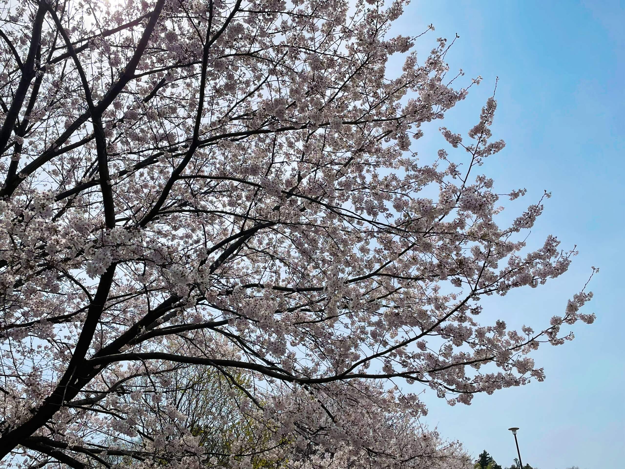 お花見　2022　桜
